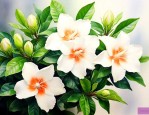 家里能种栀子花吗吉利吗