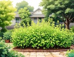 2025年院子里驱蚊的植物