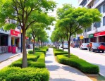 2025年南宁街道绿化树种