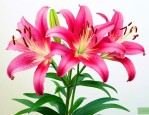 百合花种球多久能开花
