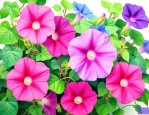 牵牛花一般是什么颜色的