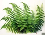 蕨类植物有真正的什么