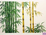 金镶玉竹和黄金竹哪个好