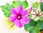什么样的喇叭花怎么样