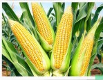 强德818玉米品种简介