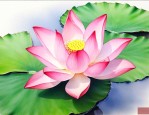 莲花种子怎么种植方法
