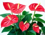 红掌花怎么养才会茂盛