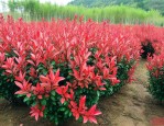 15公分红叶石楠价格