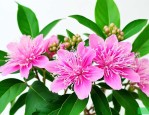 三七花泡水喝有什么作用