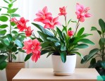 花期长好养的室内花卉
