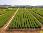 2025年山西辰憬苗圃基地