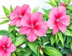 凤仙花靠什么传播种子的