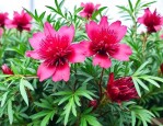 网上洛神花怎这么便宜