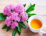 用三七花泡水喝好不好