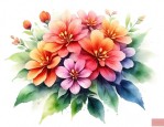 五色花的作用