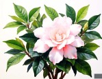 日本栀子花品种哪个好