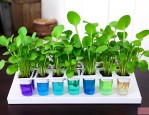 植物营养液怎么配水培