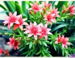 钱串子花开花什么预兆
