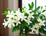 九里香开花能放室内吗