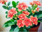 长寿花如何养殖才能开花