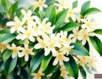 九里香是桂花的一种吗