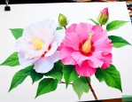 蓉花和芙蓉花有区别吗