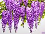 2025年紫藤花的外形特点