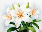 白色一帆风顺花怎么养