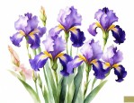 各色鸢尾花花语