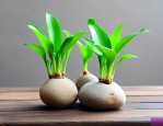 水培植物放什么石头好