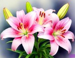 百合花的外形描写作文
