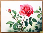月季花扦插方法和时间