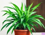 怎样养文竹更茂盛更好看