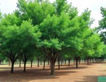香樟树12公分多少钱