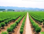 中国十大苗木市场排名
