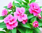 凤仙花花语象征着什么