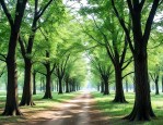胸径40公分的朴树价格