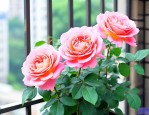 月季花可以放阳台养吗