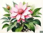 七叶一枝花的生长过程
