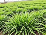 2025年日本矮麦冬玉龙草