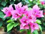花卉三角梅的养殖方法