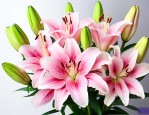 百合花怎么养花苞会多