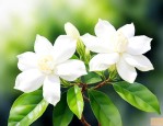 茉莉花夏季可以修剪吗