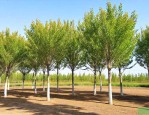 20公分白蜡树多少钱