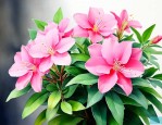 适合家养带香味的花卉