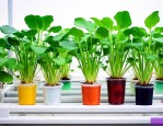 水培植物用什么营养液