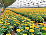 2025年万里香花养殖方法