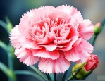 康乃馨的花是什么样啊