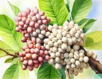 单子叶植物的种子结构
