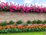 2025年院墙花卉种植品种